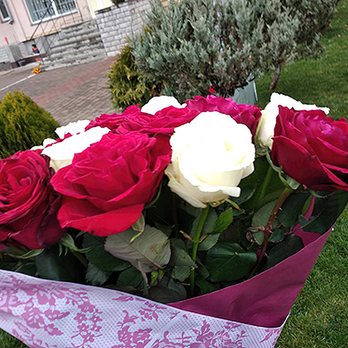 букет червоно-білих троянд фото