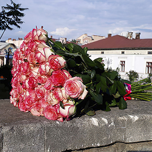 рожеві троянди джамілія фото