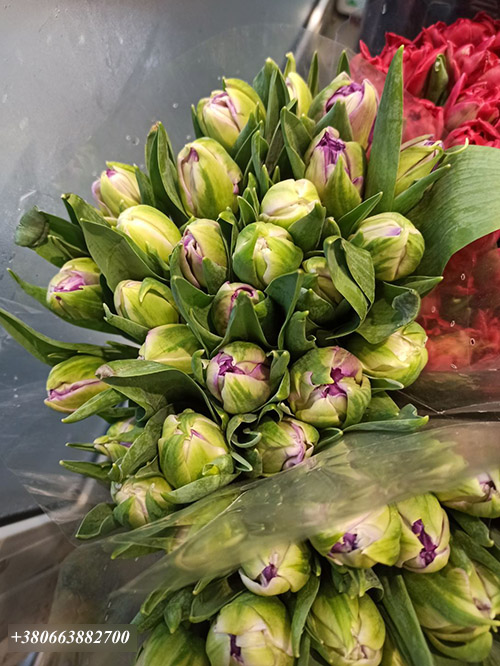 тюльпани від магазину квітів фото