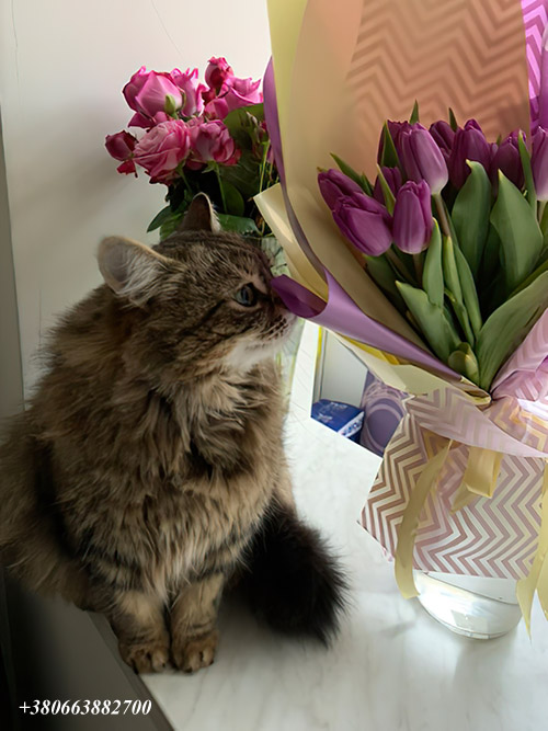 тюльпани та кущові троянди в ІФ фото