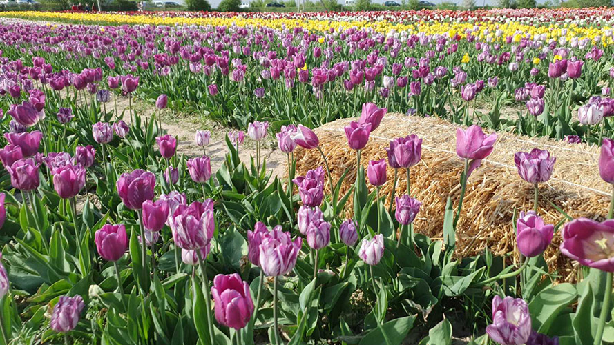 поле тюльпанів в Івано-Франківську фото
