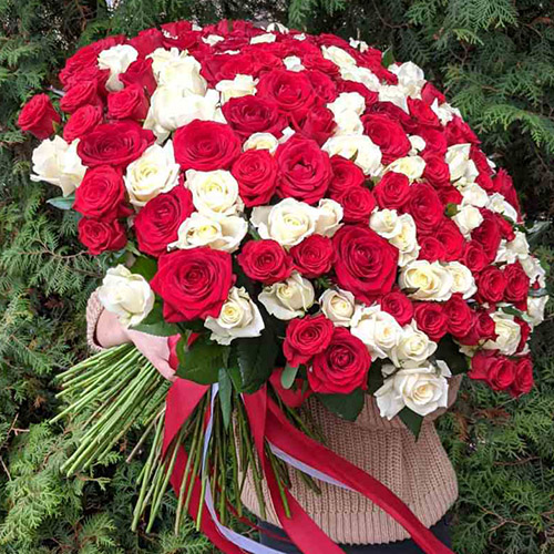 Фото товара 201 червоно-біла троянда у Івано-Франківську